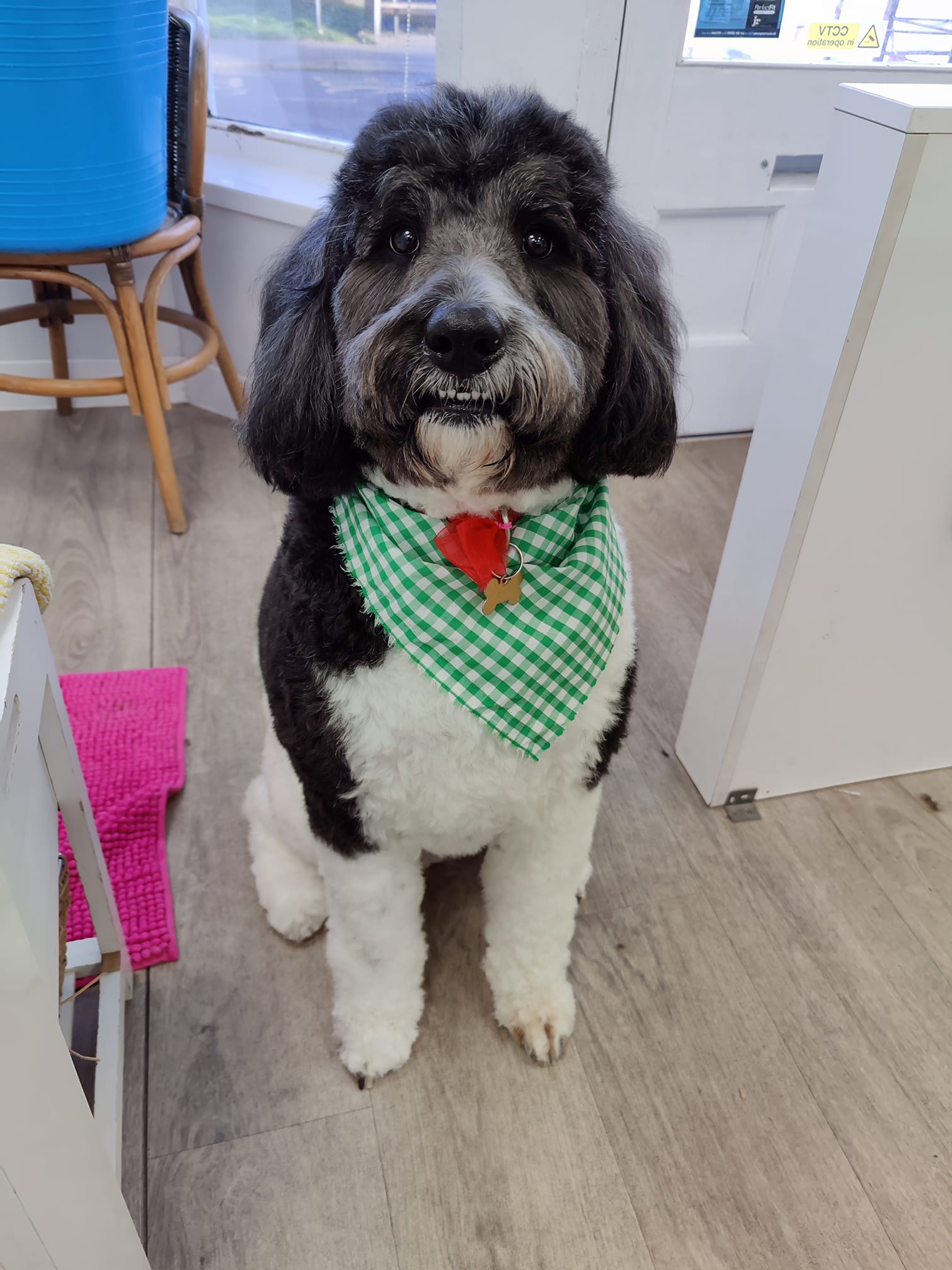 Pet Parlour